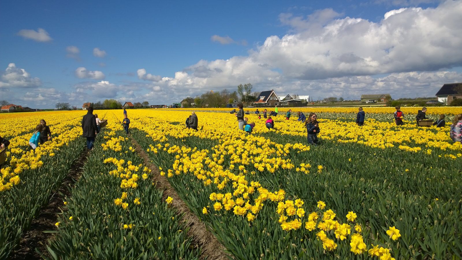 bloemendagen narcissen koppen